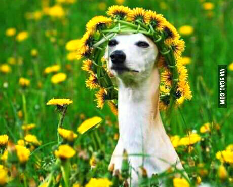 girls_at_music_festivals_hippie_dog